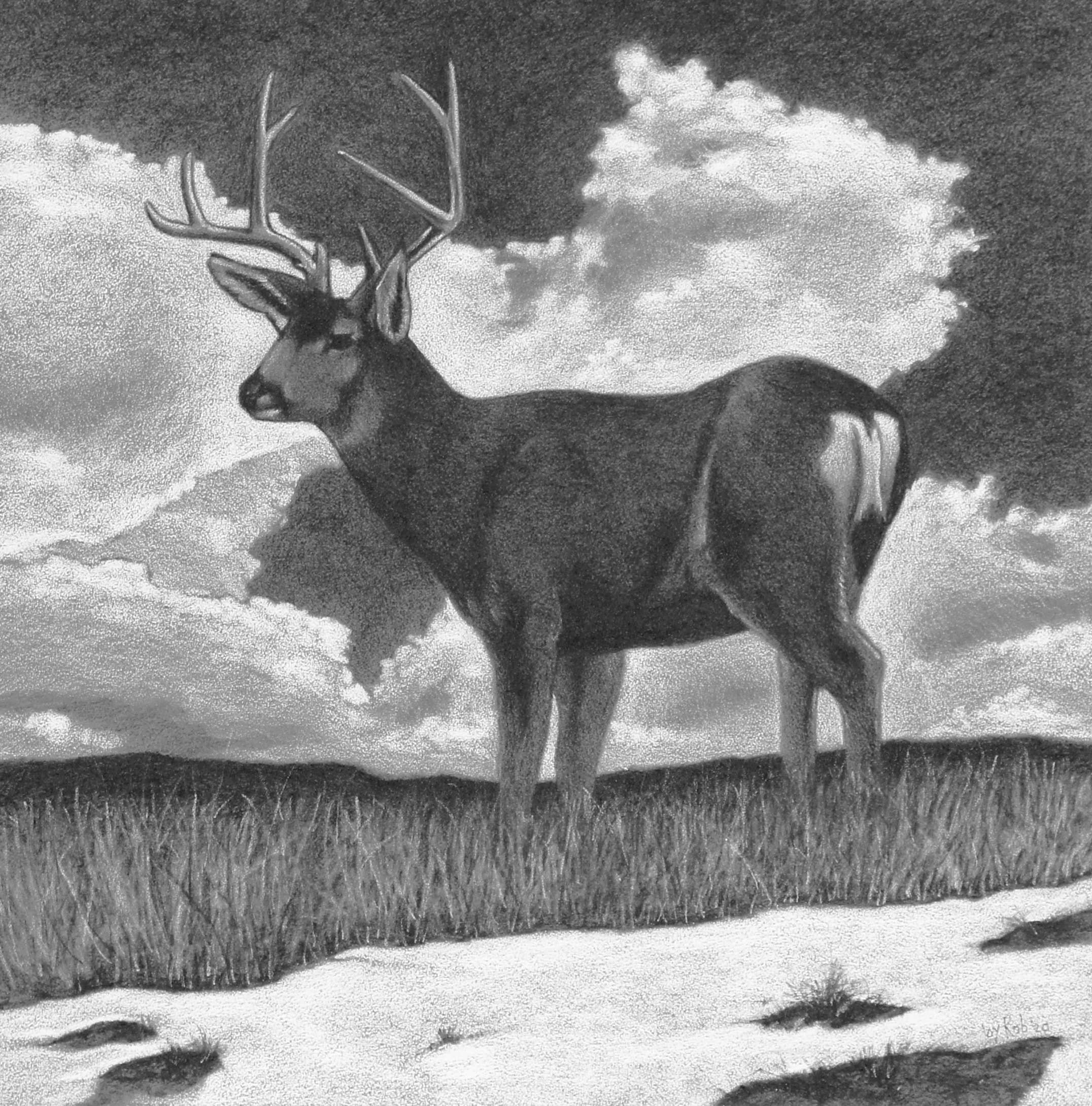 Muley Buck