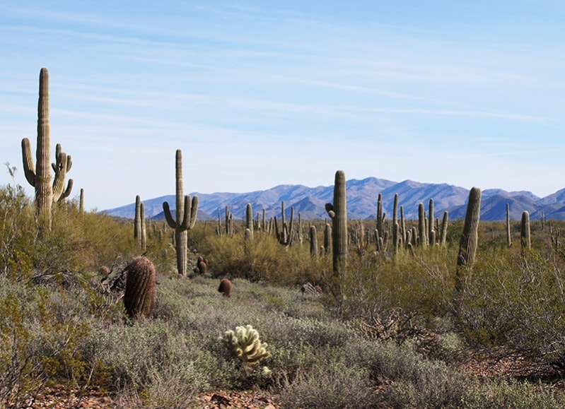 Arizona Trail