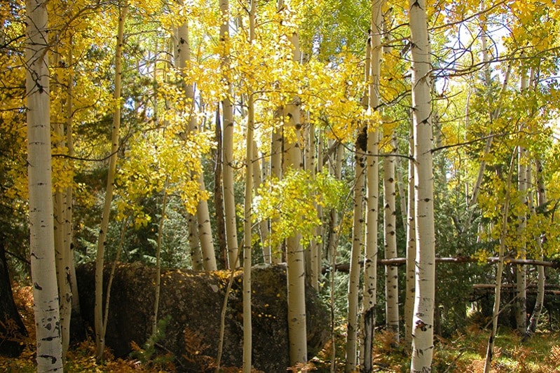Aspen and Boulder