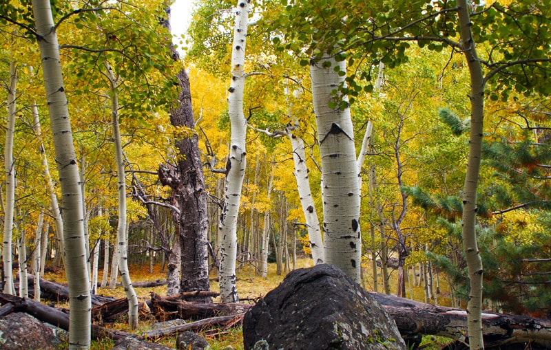 Aspen Loop