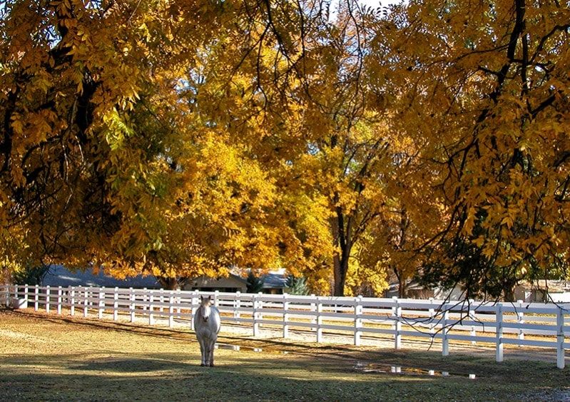 Camp Verde Fall