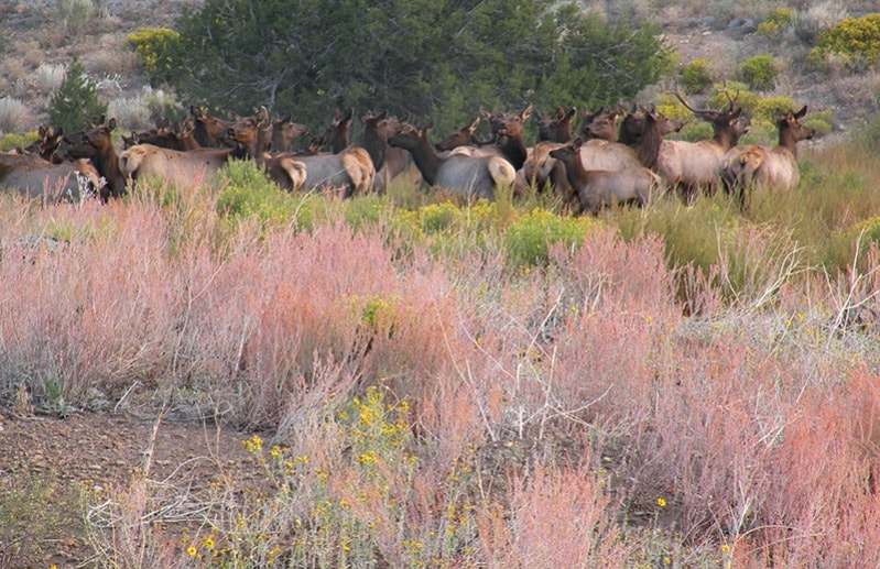 Elk Gathering