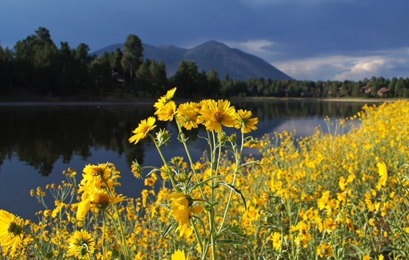 Flagstaff Flowers
