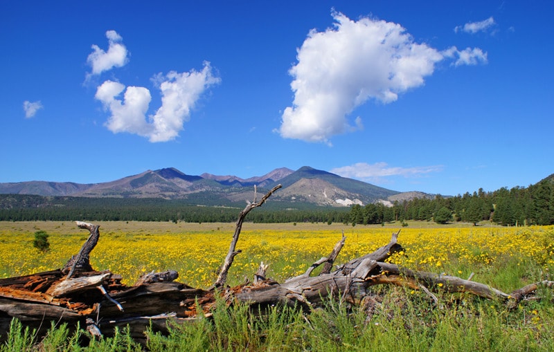 Peaks and Flowers